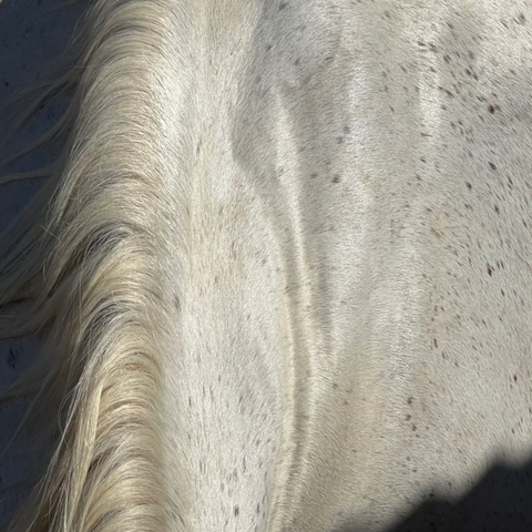 year of the horse, horse hair, animal, print